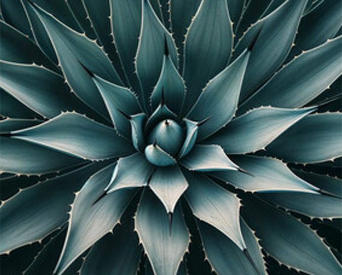 Agave